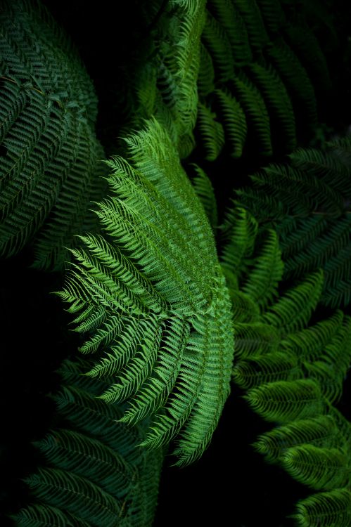Farn, Ostrich Fern, Blatt, Gr, Farne Und Schachtelhalme. Wallpaper in 3927x5897 Resolution