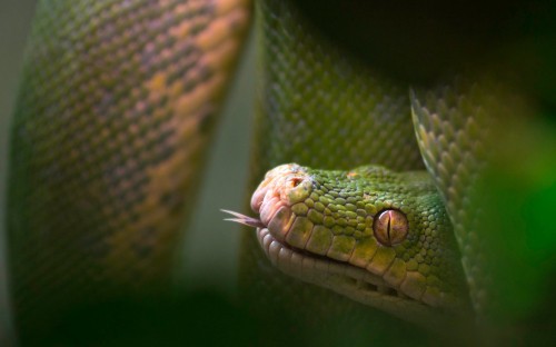 Image green and brown snake on green plant