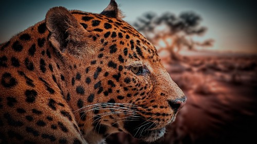 Image brown and black leopard in close up photography