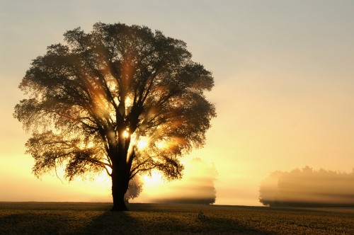 Image brown tree on green grass field during daytime