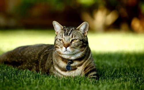 Image brown tabby cat lying on green grass during daytime