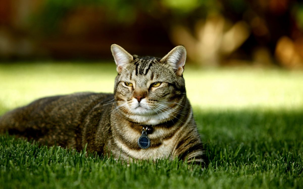 brown tabby cat lying on green grass during daytime