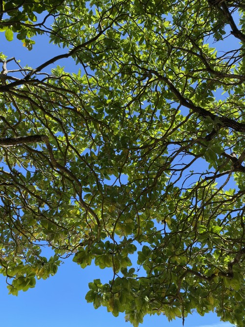 Image branch, leaf, deciduous, nature, vegetation