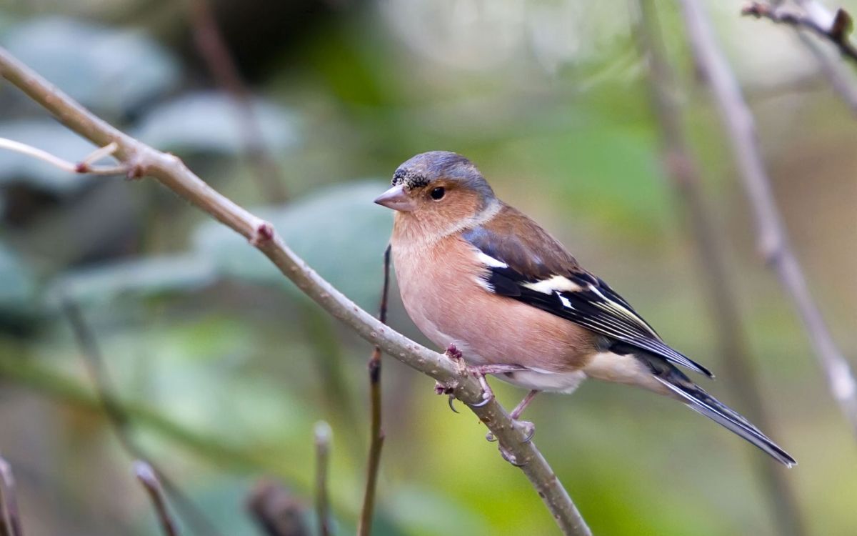 brown and black bird on tree branch