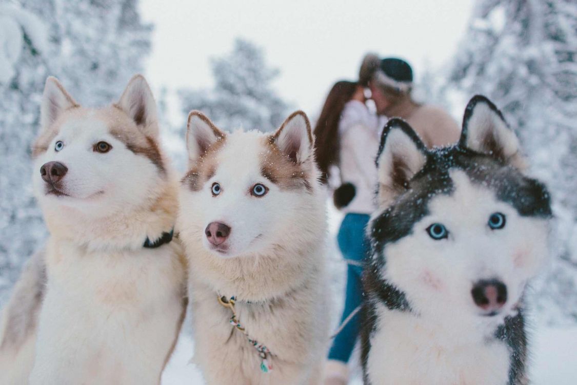 萨哈林赫斯基, 加拿大的爱斯基摩狗, 西西伯利亚的莱卡, 阿拉斯加雪橇犬, Tamaskan狗 壁纸 1920x1280 允许