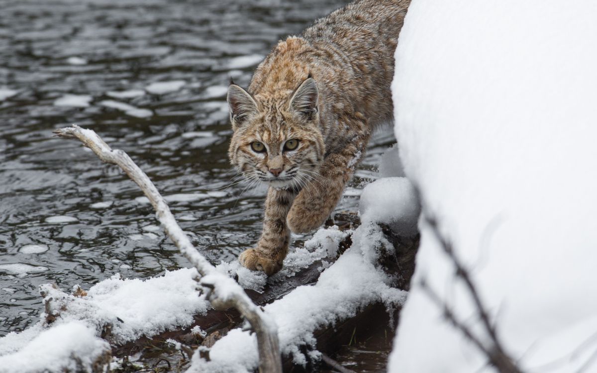 brown and black cat on snow covered tree branch