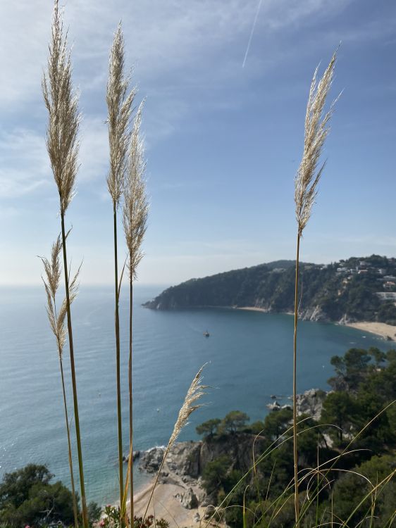 sea, palm trees, water, grasses, body of water