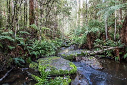 Image green moss on rocks in river