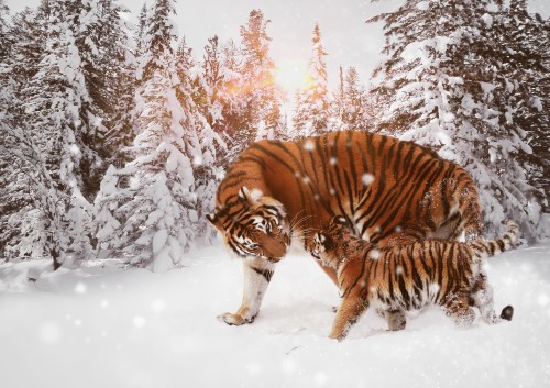 Image tiger walking on snow covered ground during daytime