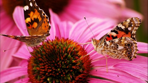 Image brown and black butterfly on pink flower