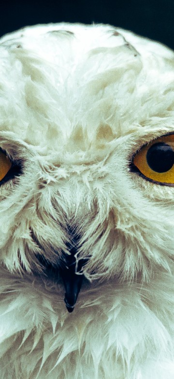 Image white owl head, snowy owl, owls, barn owl, birds