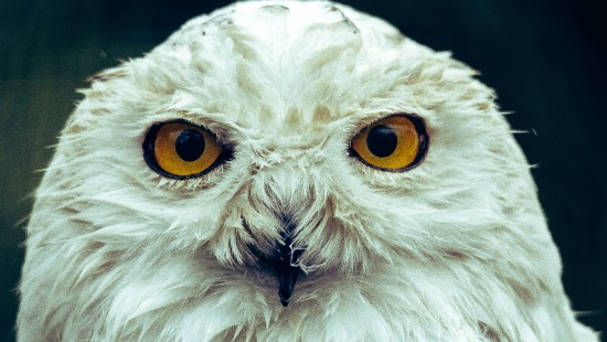 Image white owl head, snowy owl, owls, barn owl, birds