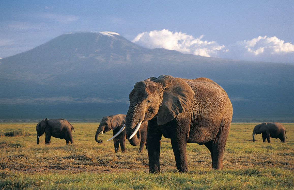 Brauner Elefant Auf Grünem Grasfeld Tagsüber. Wallpaper in 2825x1831 Resolution