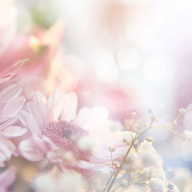 Fondos de Pantalla Flores Rosadas y Blancas en Lentes de Cambio de