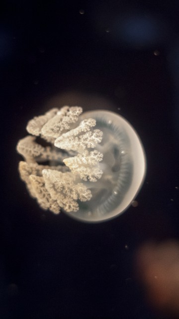 Image white and brown jellyfish in water