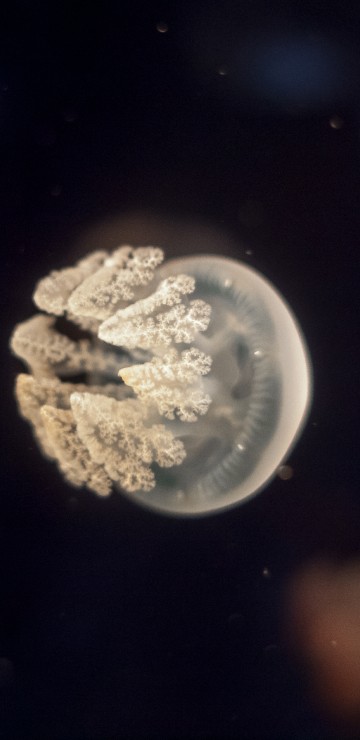 Image white and brown jellyfish in water