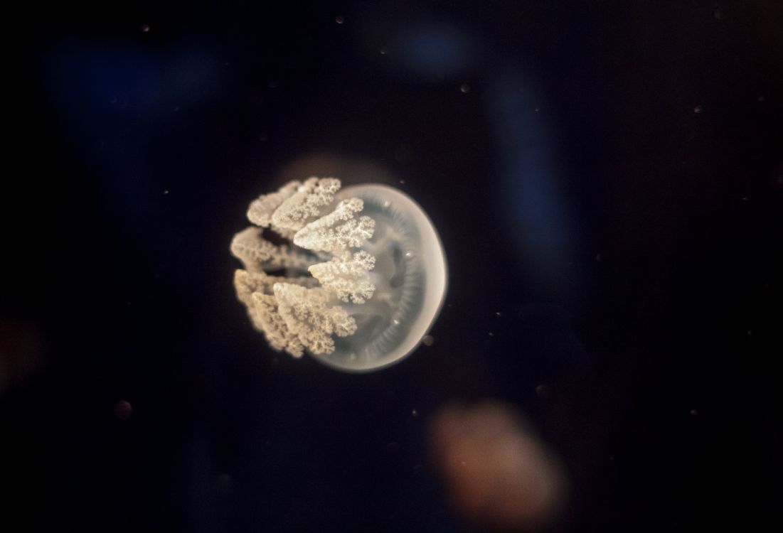 White and Brown Jellyfish in Water. Wallpaper in 4812x3275 Resolution