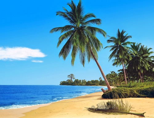 Image palm tree on beach shore during daytime