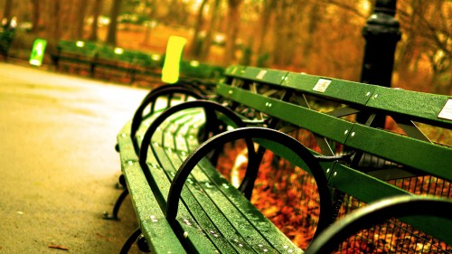 Image black metal bench near brown trees during daytime