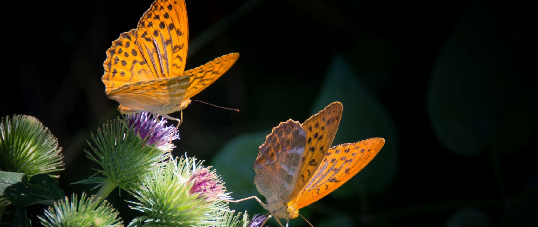 yellow and black butterfly on purple flower