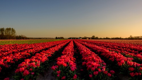 Image purple flower field during daytime