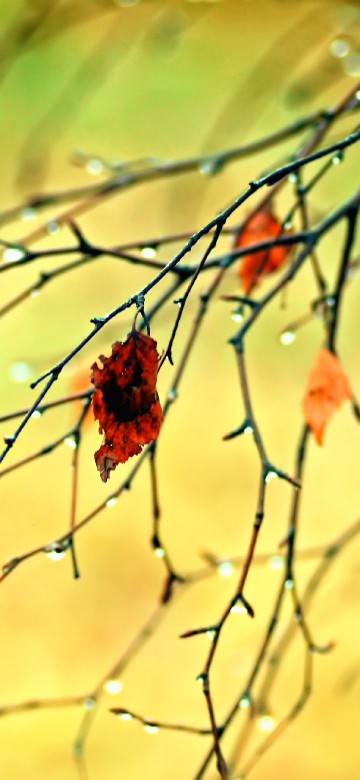 Image autumn, branch, twig, amber, natural landscape