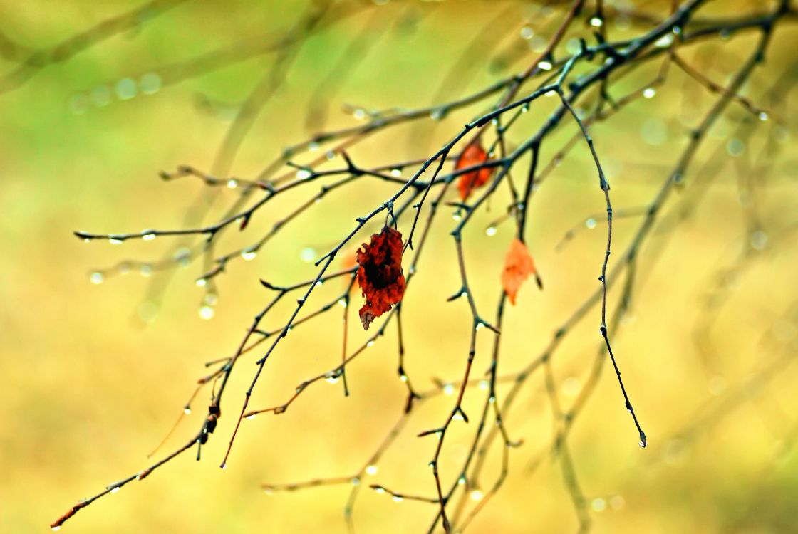 autumn, branch, twig, amber, natural landscape