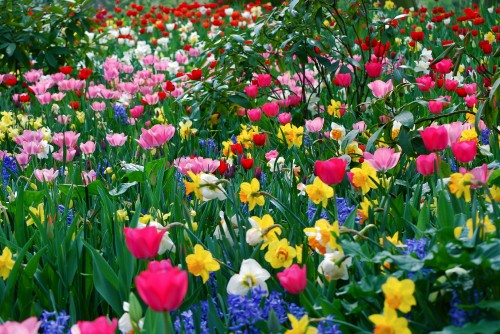 Image red purple and yellow flower field