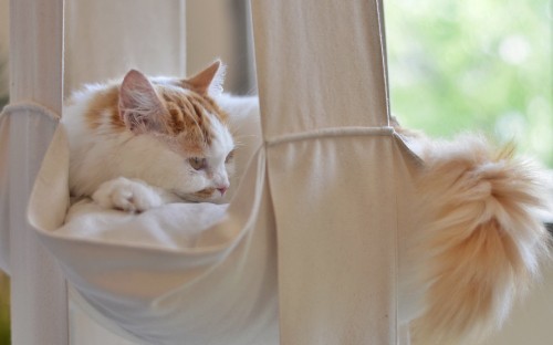 Image white and orange cat on white textile