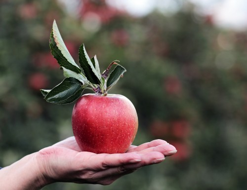 Image person holding red apple fruit