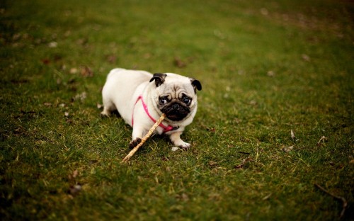 Image fawn pug on green grass field during daytime