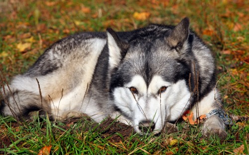 Image white and black siberian husky lying on ground