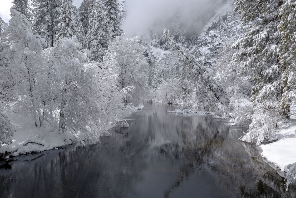 winter, forest, snow, water feature, stream