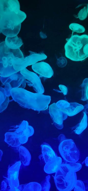 jellyfish, apples, iOS 14, blue, natural environment