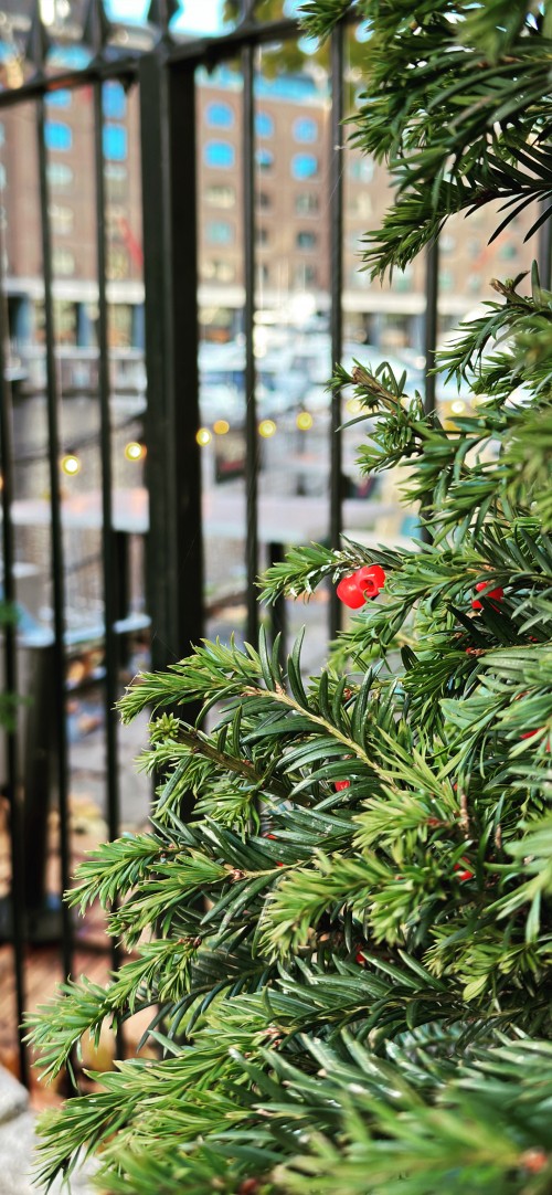 Image leaf, plant, flower, branch, christmas ornament