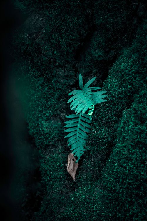 Fougère, Green, Les Vêtements D'extérieur, Illustration, Plantes Vasculaires. Wallpaper in 4912x7360 Resolution