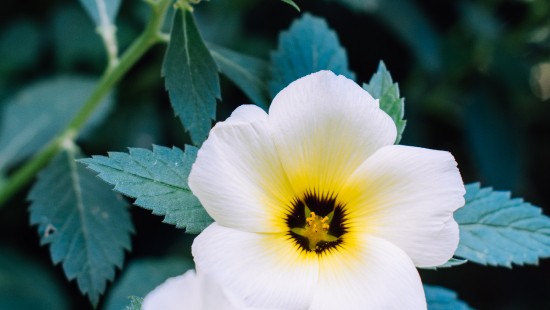 Image white and yellow flower in macro lens