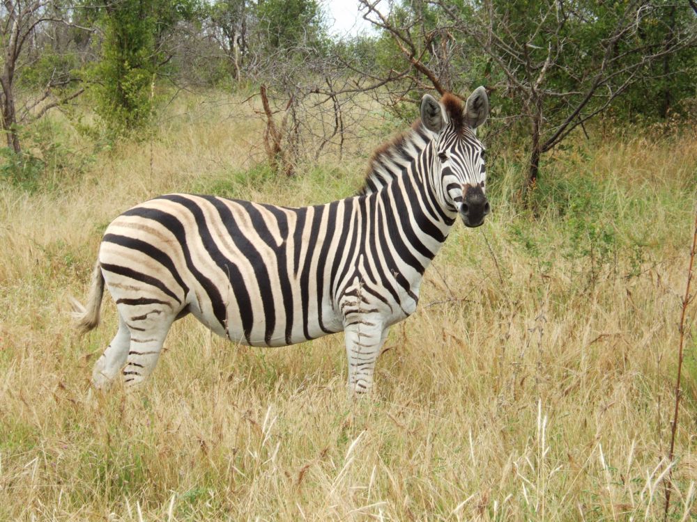 Zebra, Das Tagsüber Auf Braunem Grasfeld Steht. Wallpaper in 2048x1536 Resolution