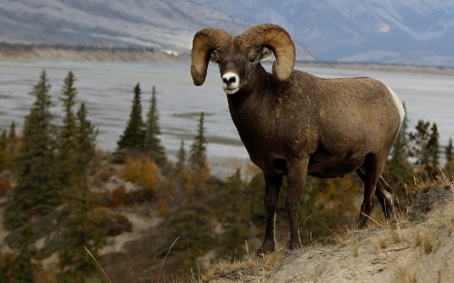 Image brown ram on green grass field during daytime