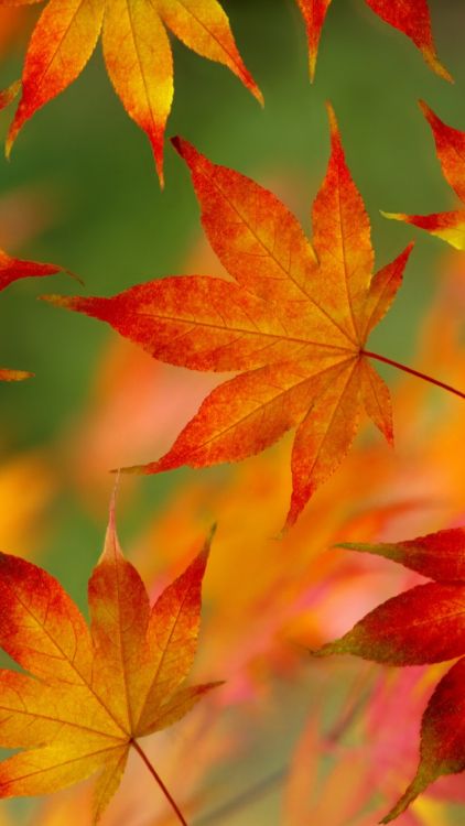 Herbst, Blatt, Ios, Smartphone, Licht. Wallpaper in 640x1136 Resolution