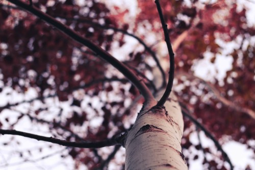 Image red and white leaf tree