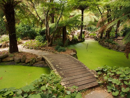 Image brown wooden pathway in between green grass and trees