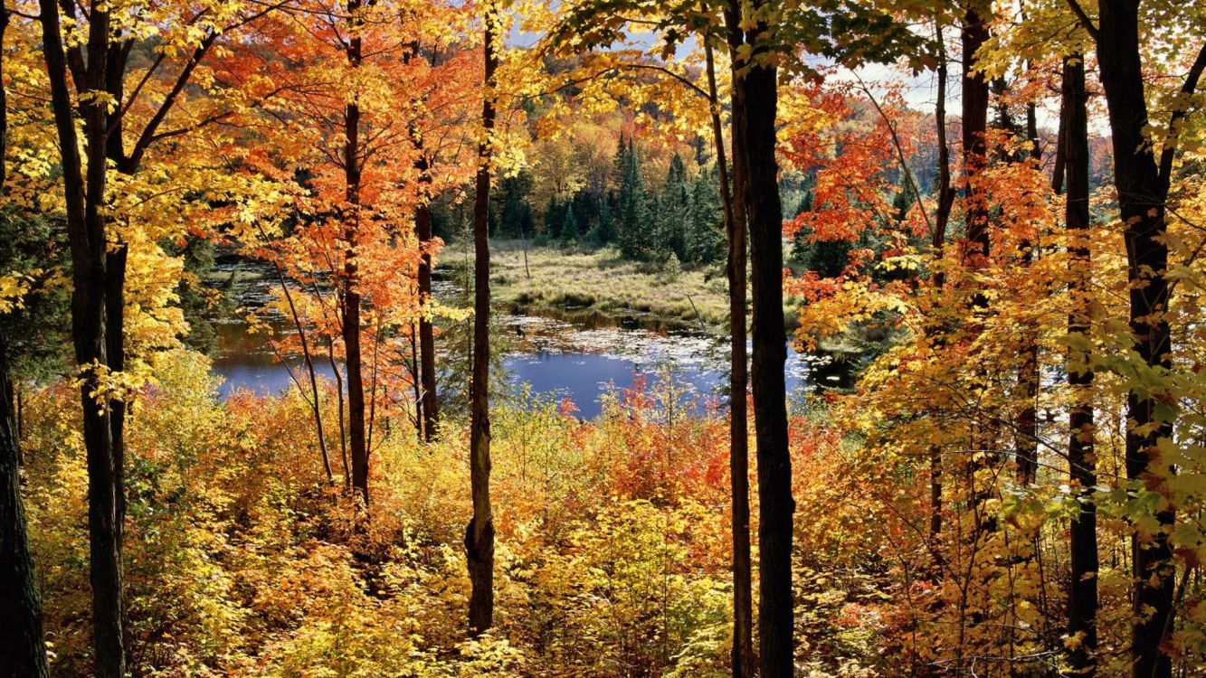 Brown and Green Trees Beside River During Daytime. Wallpaper in 2560x1440 Resolution