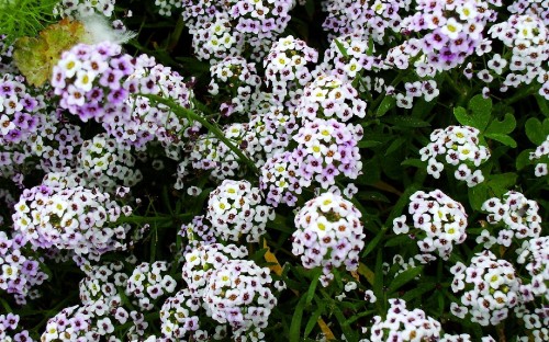 Image white and purple flowers with green leaves