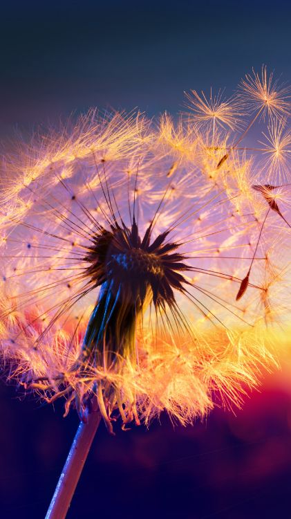 Soundcloud, Nichts Sein, Kosmische Marmelade, Sonnenaufgang in Der Lagune, Vargelis. Wallpaper in 1620x2880 Resolution