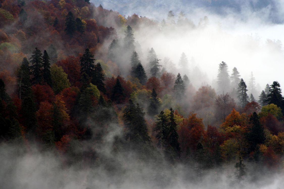 Arbres Verts et Bruns Sous Des Nuages Blancs. Wallpaper in 3456x2304 Resolution