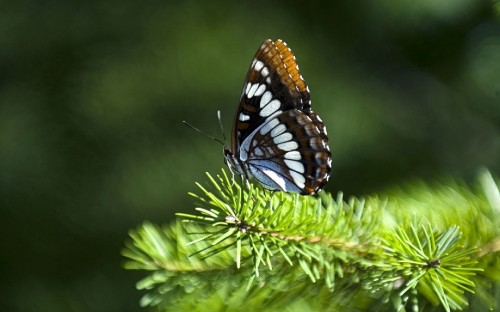 Image black white and brown butterfly perched on green plant