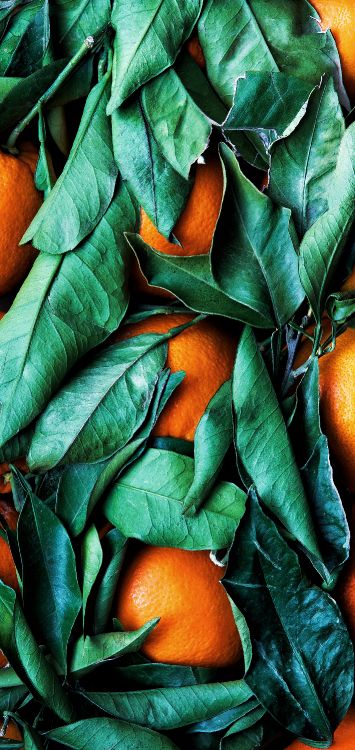 Farbschema, Palette, Rangpur, Gr, Blatt. Wallpaper in 1421x3000 Resolution