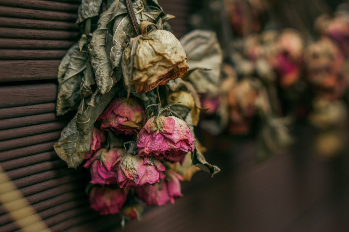 Pétalos de Flores Marrones y Rosas. Wallpaper in 4912x3264 Resolution