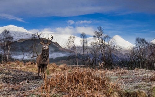 Image brown deer on brown grass field during daytime